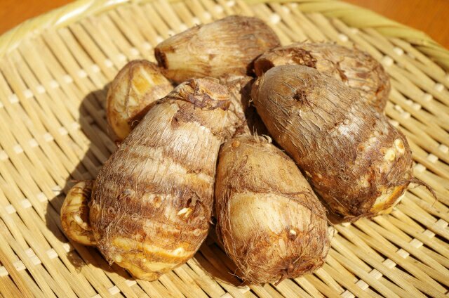 屋久島の暮らしブログ 里芋 元気いっぱい 自然いっぱい 屋久島ブログ