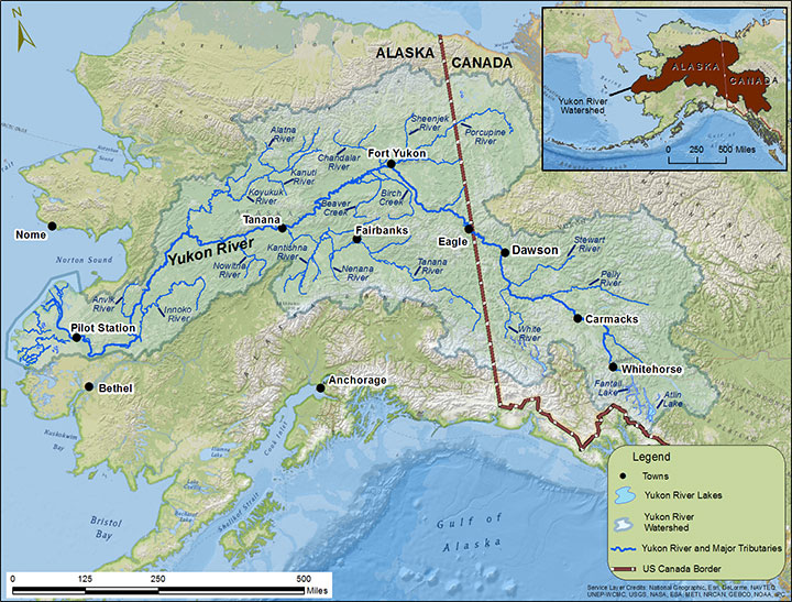 Yukon River Chinook Run Timing Alaska Ocean Observing System