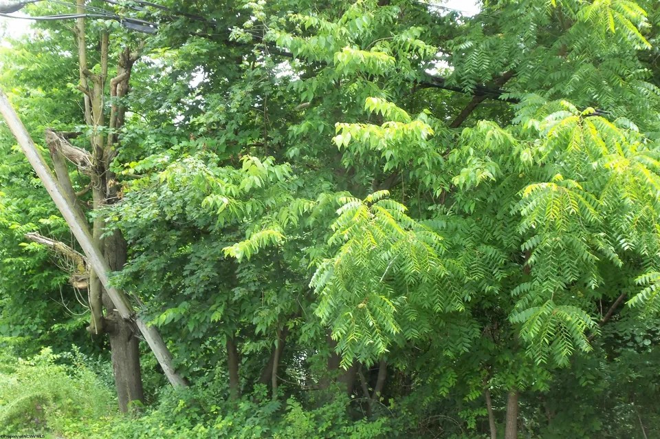 Fairmont Rd, Westover, WV 26501