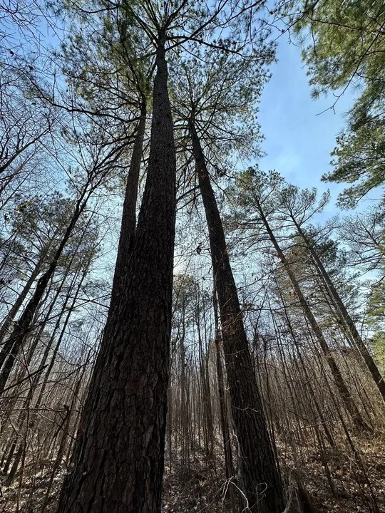 Sturgis West Point Rd, Sturgis, MS 39769