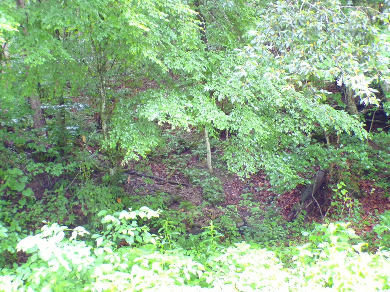 Tiger Creek Rd, Roan Mountain, TN 37687 85,000