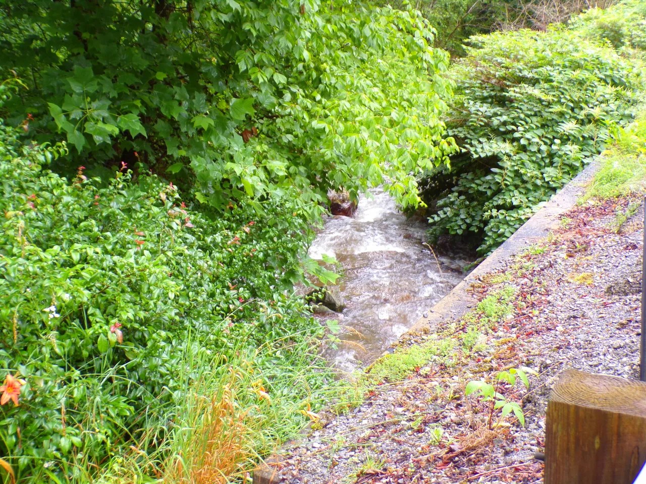 For Sale Tiger Creek Rd, Roan Mountain, TN 37687