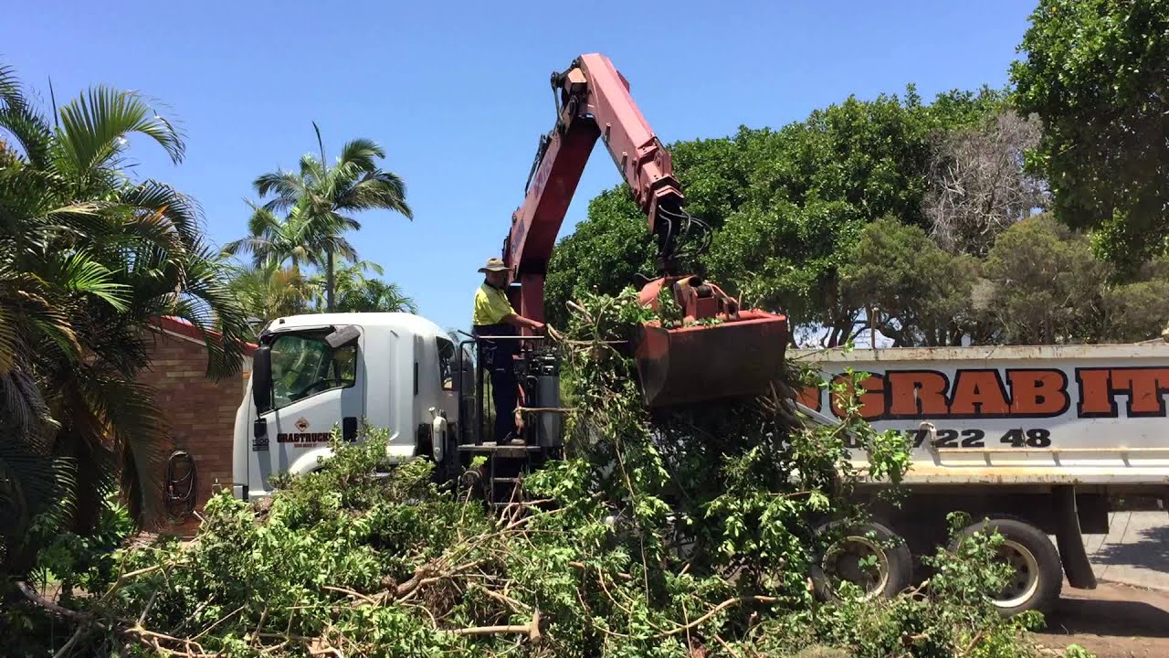 Palm Tree Removal Gold Coast Best Tree Removal Gold Coast 2021