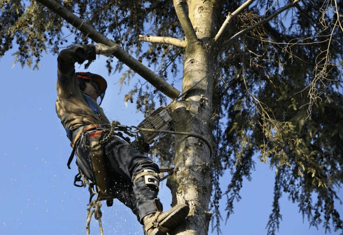 Arborist in Brisbane Best Arborist Tree Reports Brisbane 2022