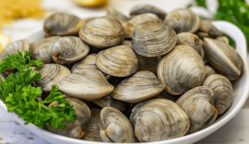 Amazing Health Benefits of Eating Clams in New Zealand