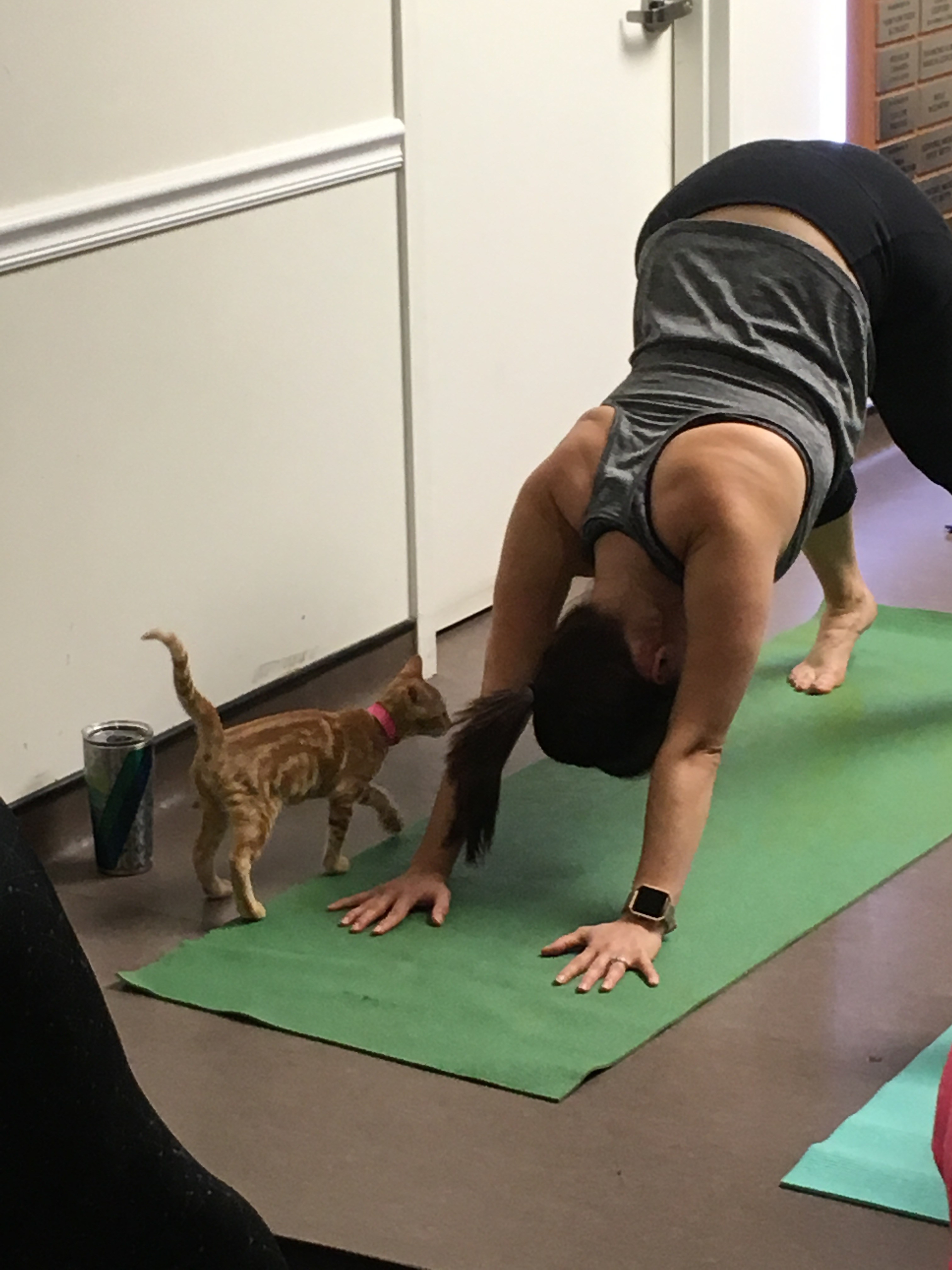Yoga + Kittens APA