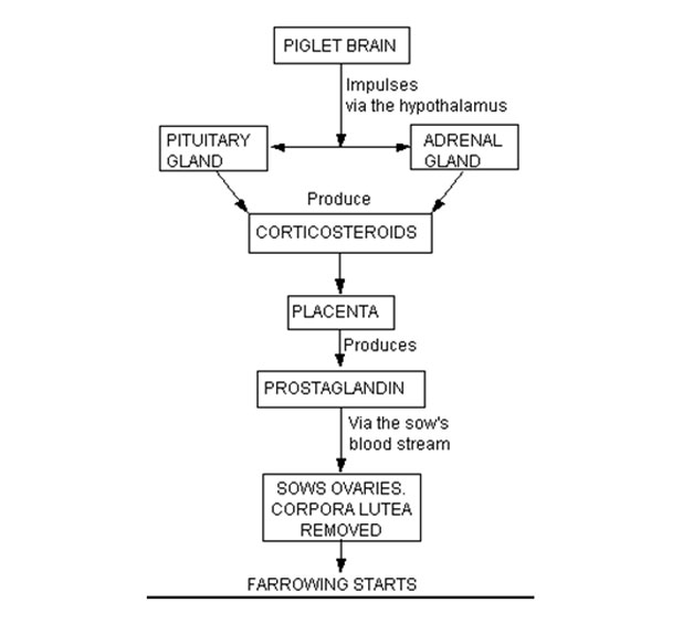 Farrowing Management (Part 1) APA