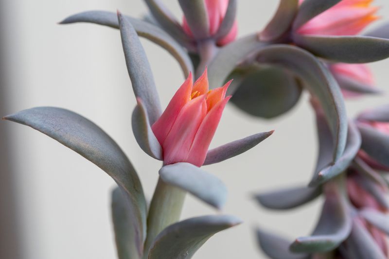 Life Cycle of Succulent Flowers All About Blooming, Care, and Pruning