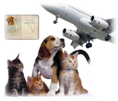 Viajando Con Tu Animal De Compania Apasdem A C