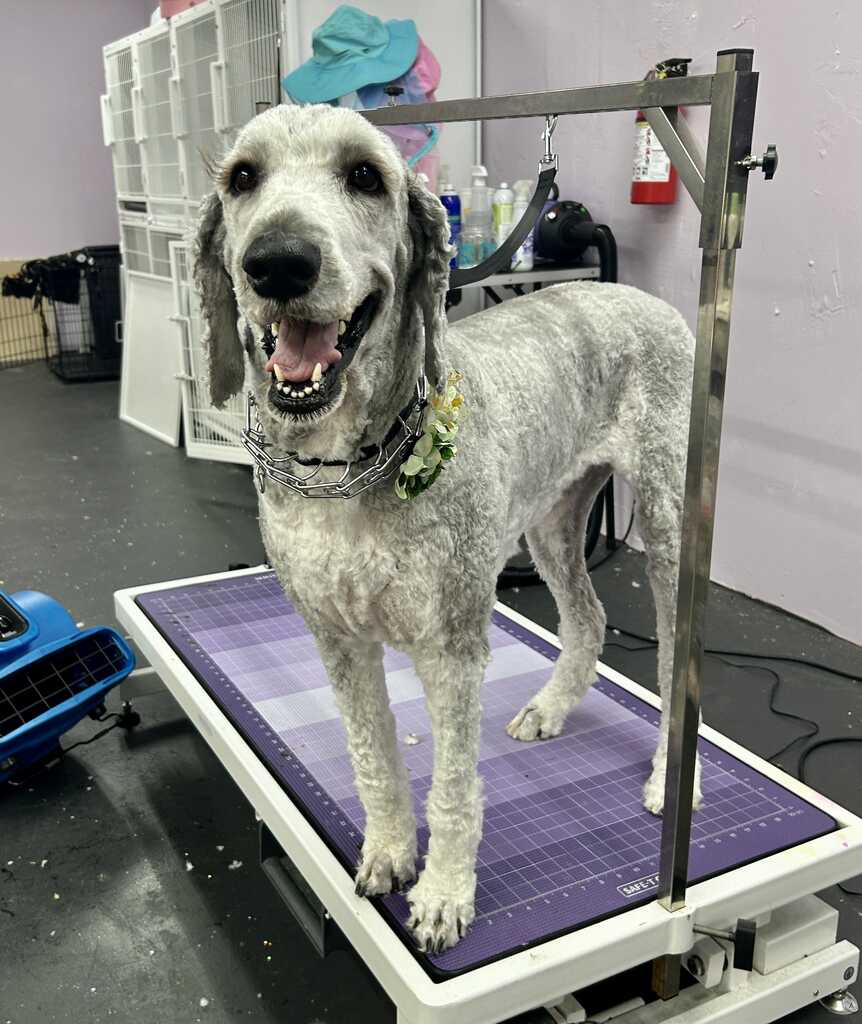 Apawllo 13 Grooming Out of this world pet grooming!