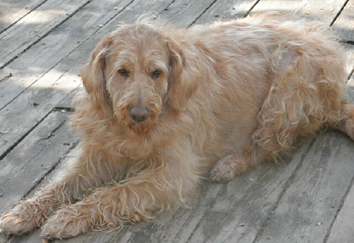 Molly Doodle 2012 Animal Placement Bureau