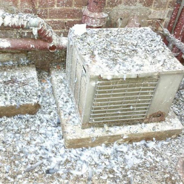 Bird Droppings Australian Pest Bird Management
