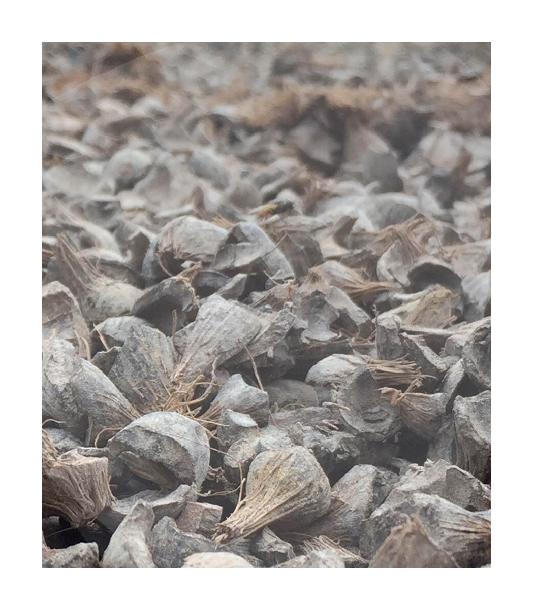 Asia Pac Biomass Trading Limited