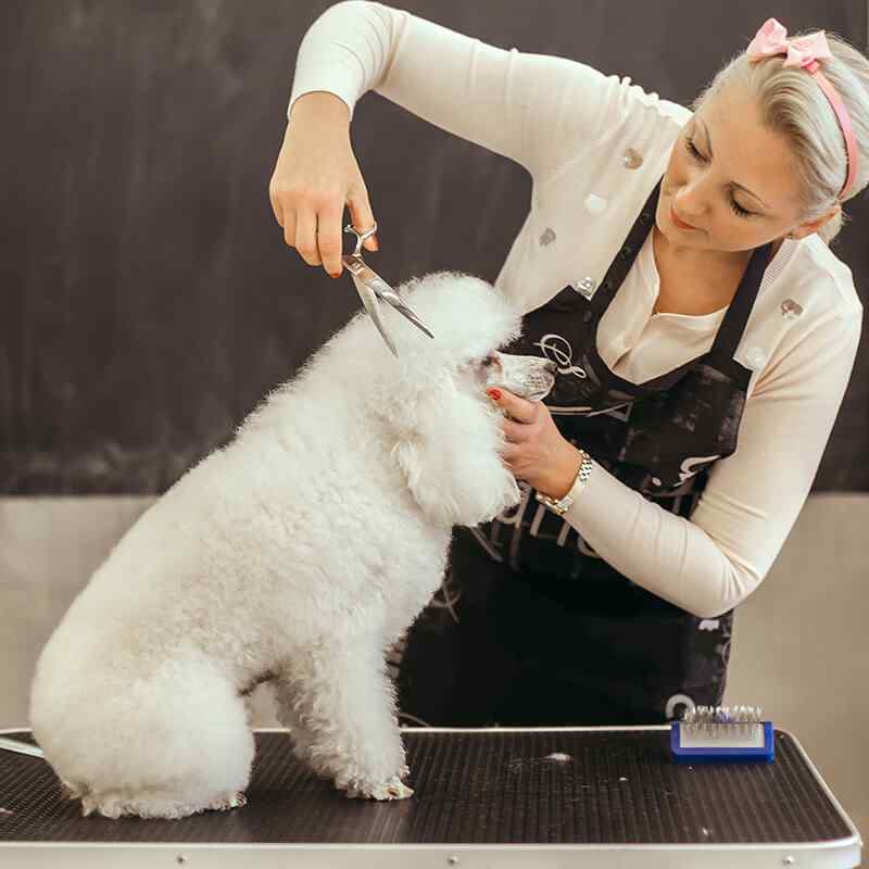 APCC Advanced Pet Care Clinic