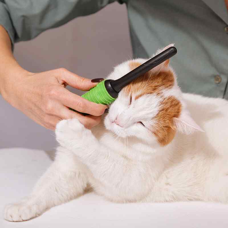 APCC Advanced Pet Care Clinic