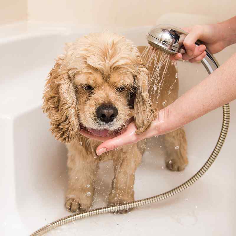 APCC Advanced Pet Care Clinic