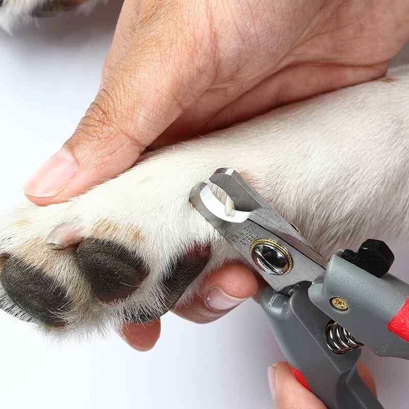 APCC Advanced Pet Care Clinic