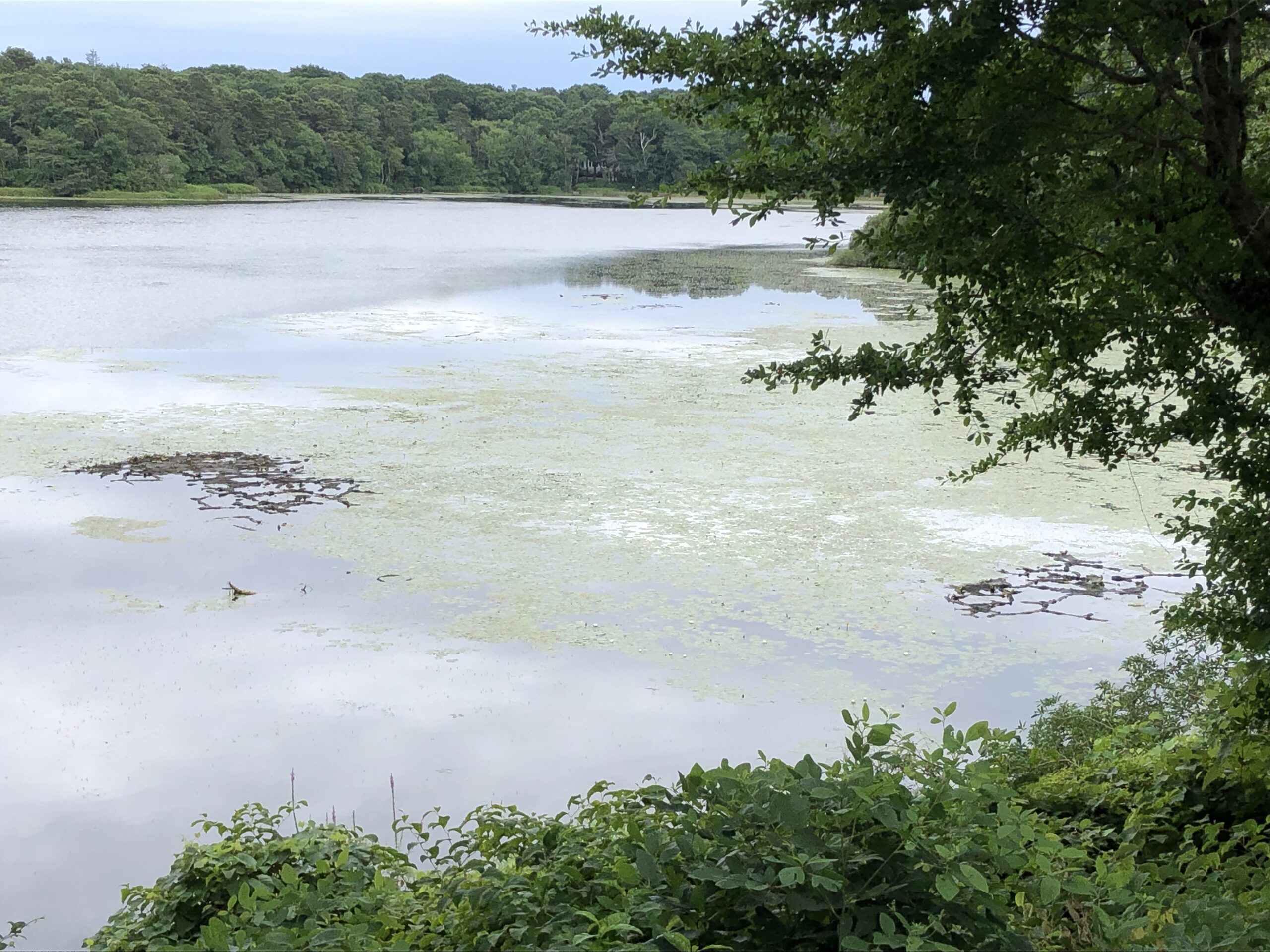 Pond Stories Cedar Lake Association to Preserve Cape Cod