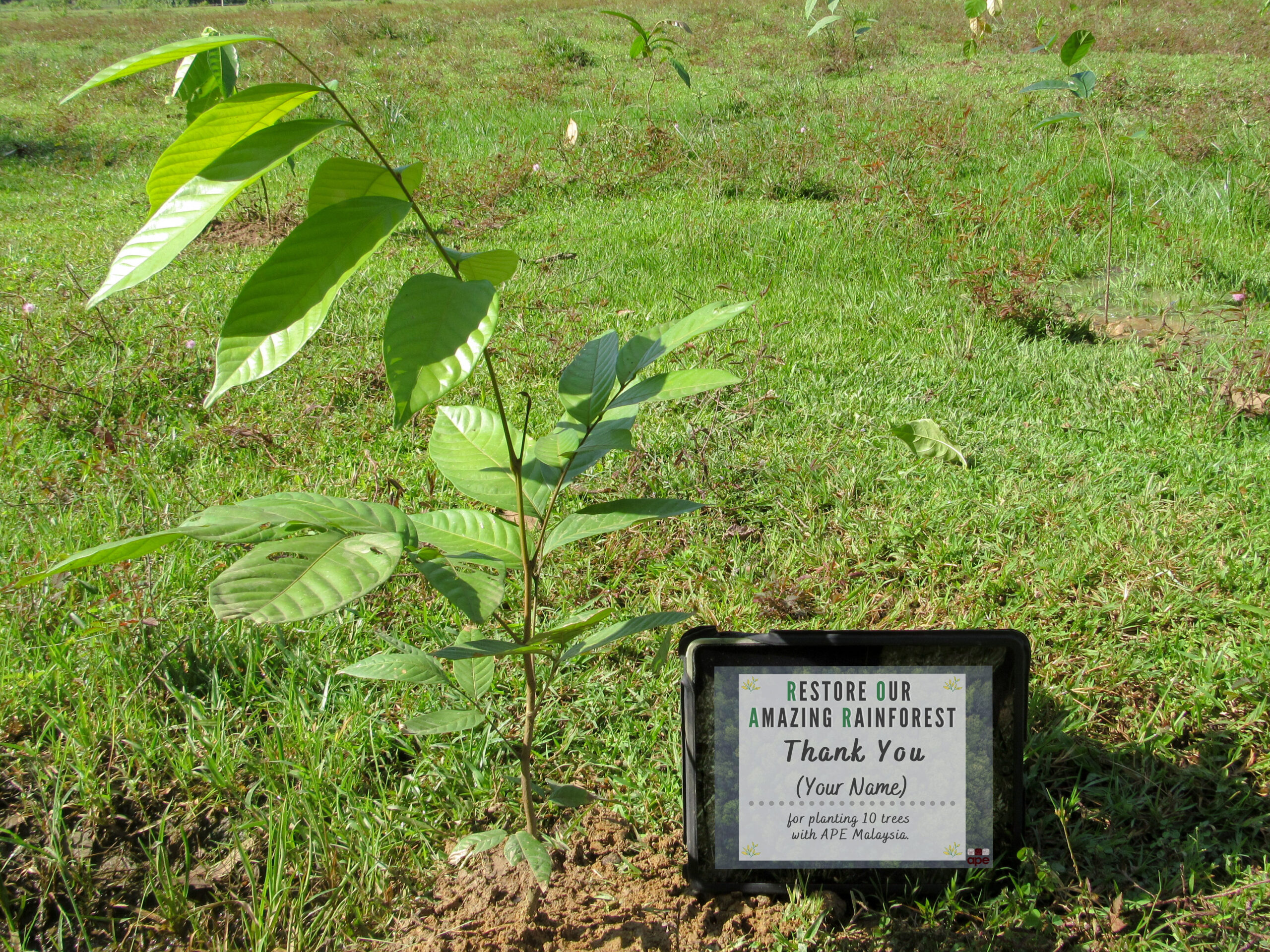 Plant a Tree APE Malaysia