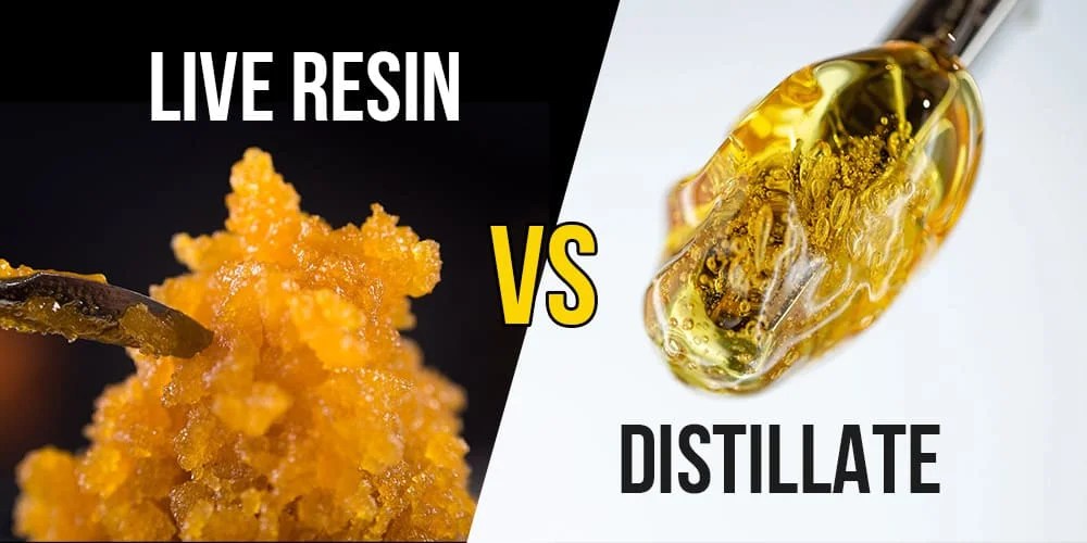 Differences between live resin vs distillate APE Premium Cannabis