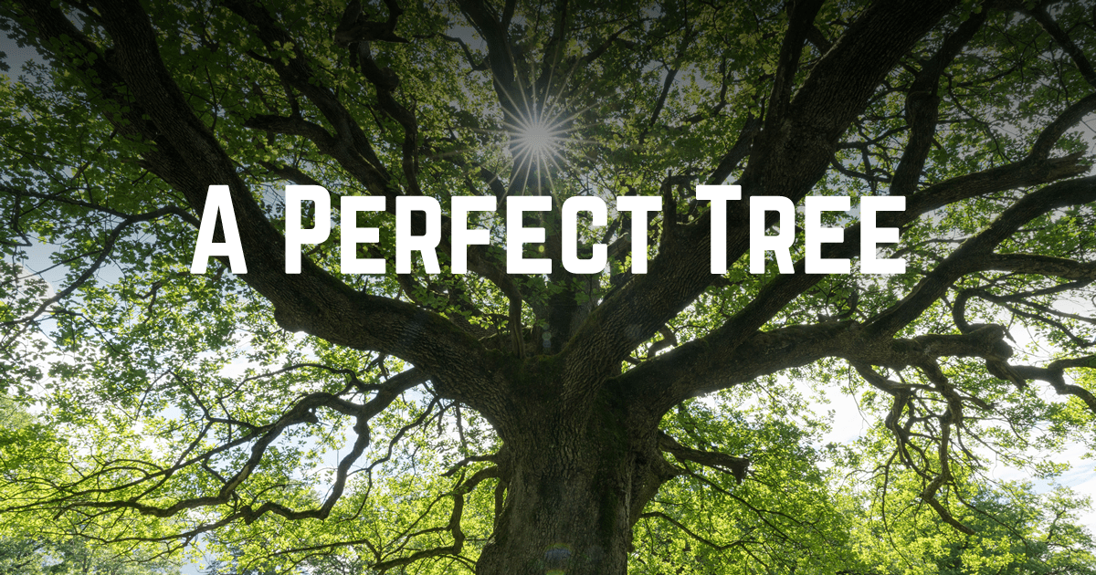 Arborist, Tree Pruning / Trimming, & Tree Removal in Plano & Dallas, TX