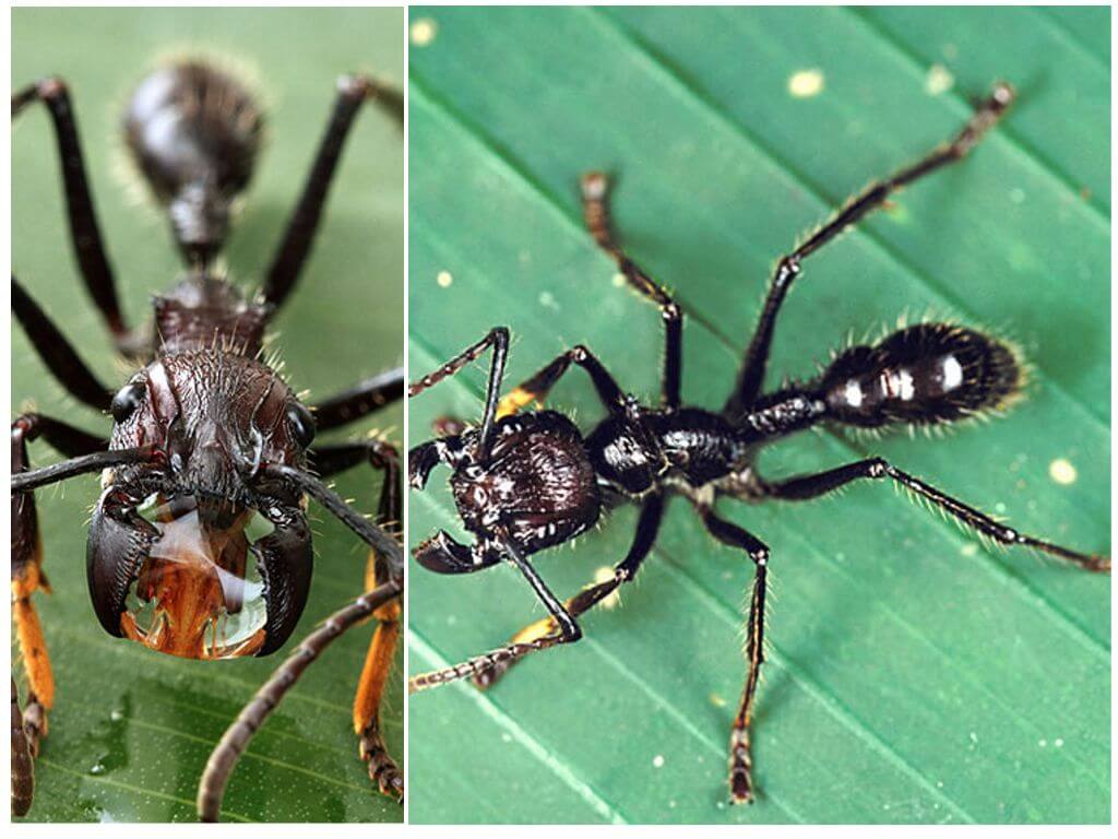 Tipos de hormigas Licencia Sanitaria