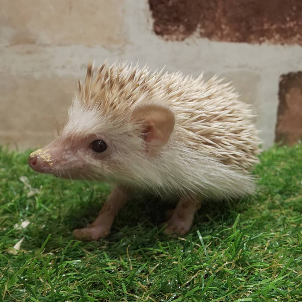 ハリネズミ ペットショップ Aペット