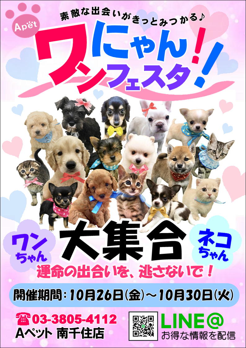 ★わんにゃんフェスタ★南千住店 ペットショップ Aペット