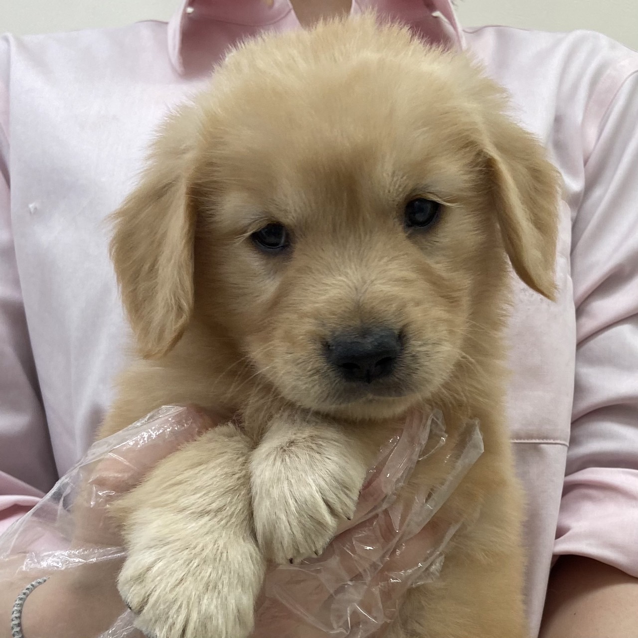 515 ゴールデンレトリバー ペットショップ Aペット