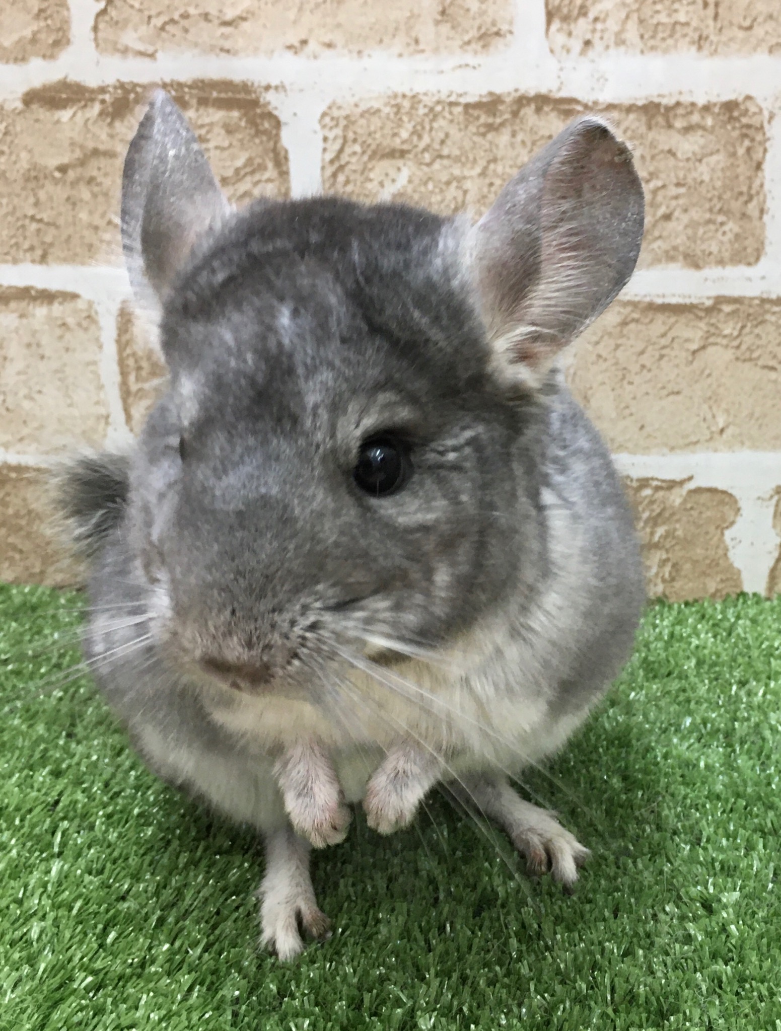 チンチラ ペットショップ Aペット