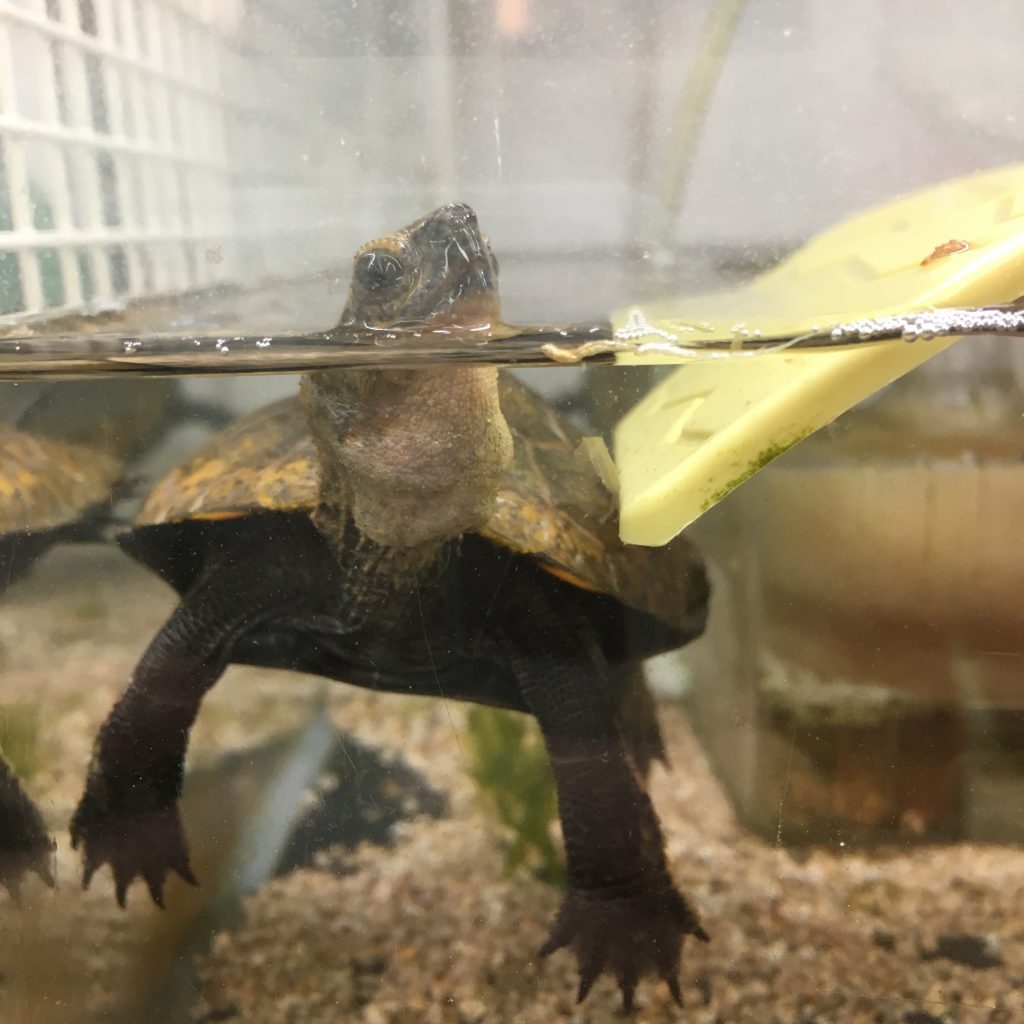 森ノ宮店小動物コーナー 爬虫類大集合 ペットショップ Aペット