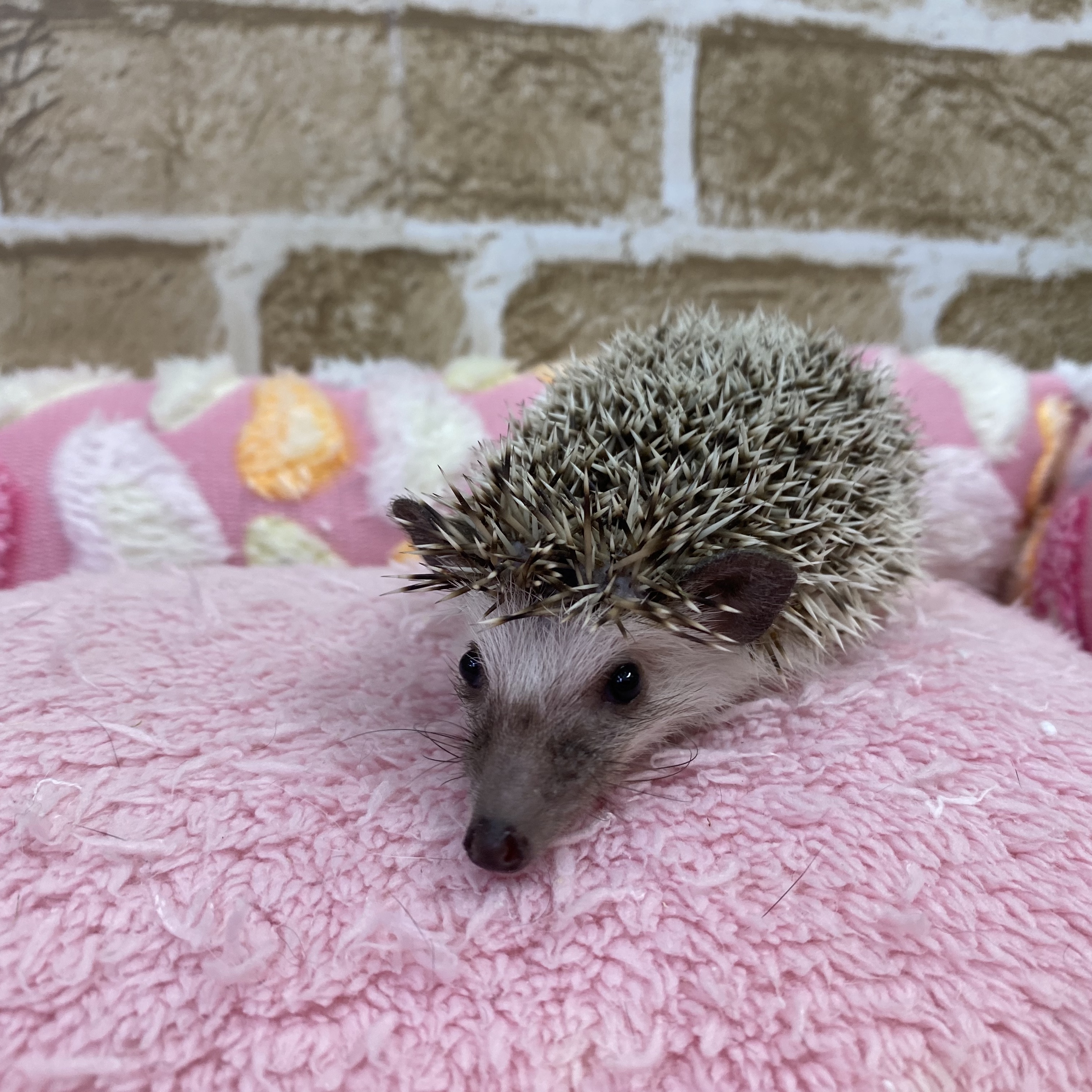 ハリネズミ ペットショップ Aペット