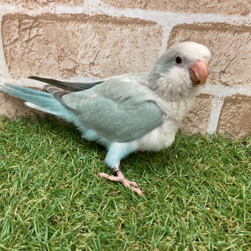 オキナインコ ペットショップ Aペット
