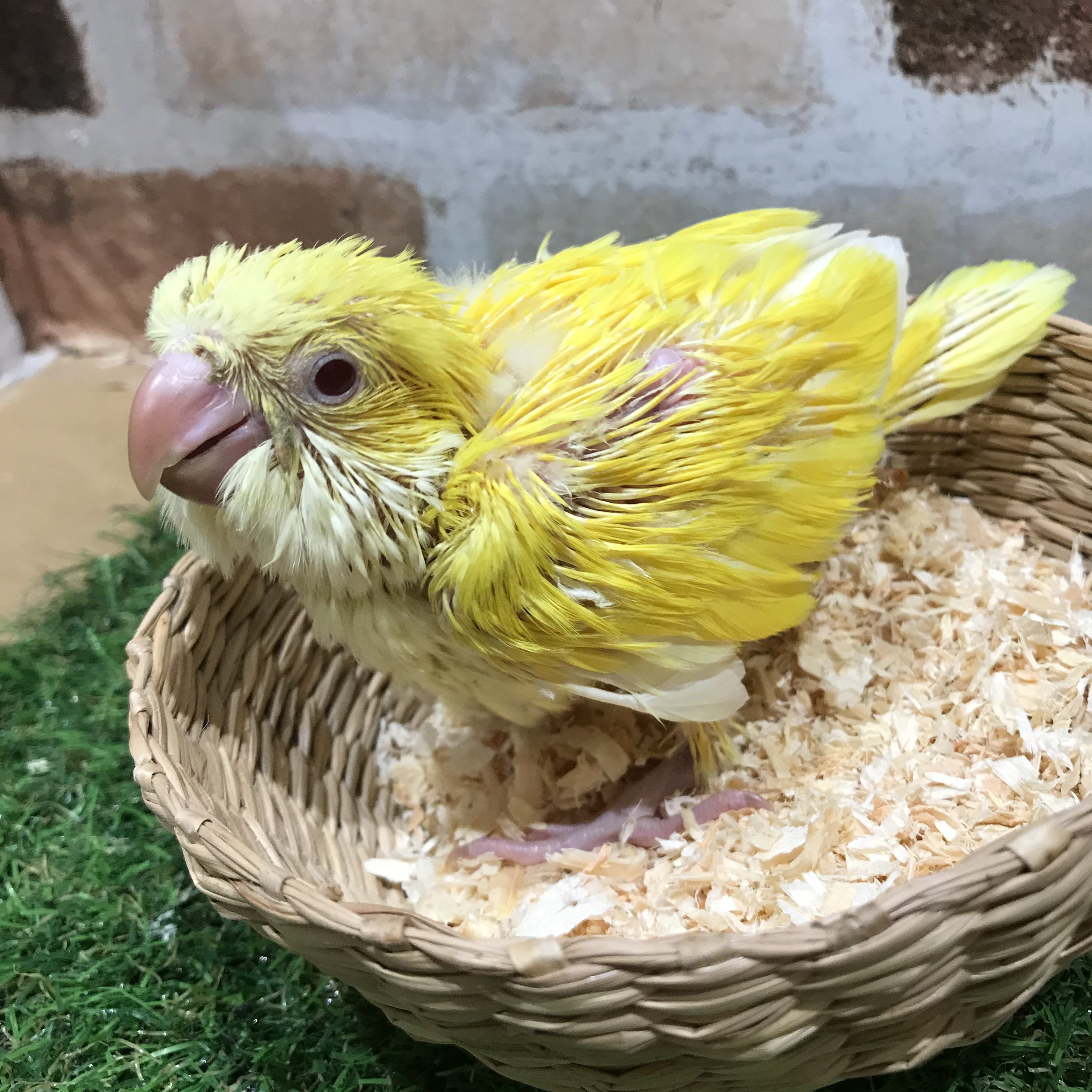 オキナインコ ペットショップ Aペット