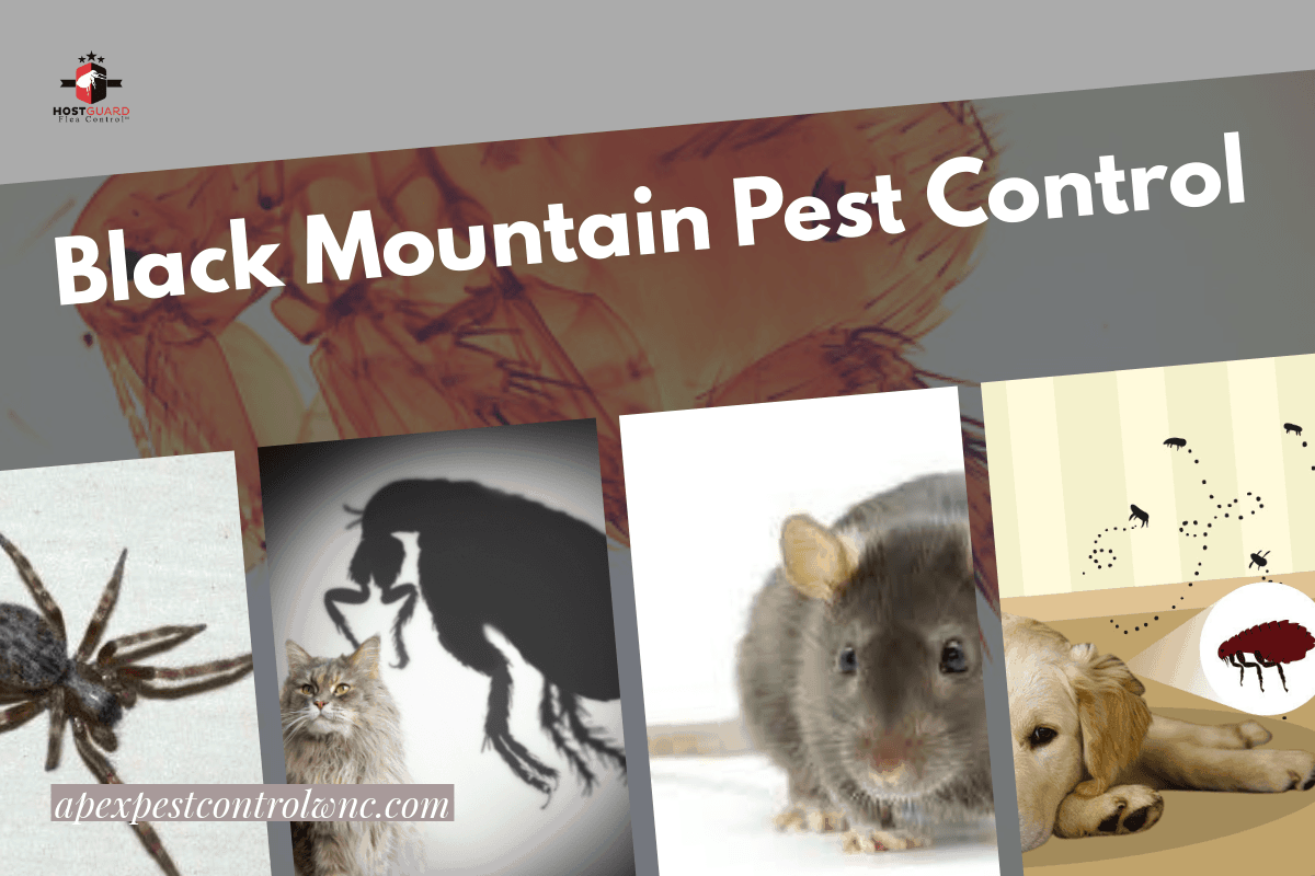 Black Mountain Pest Control What You Need To Know