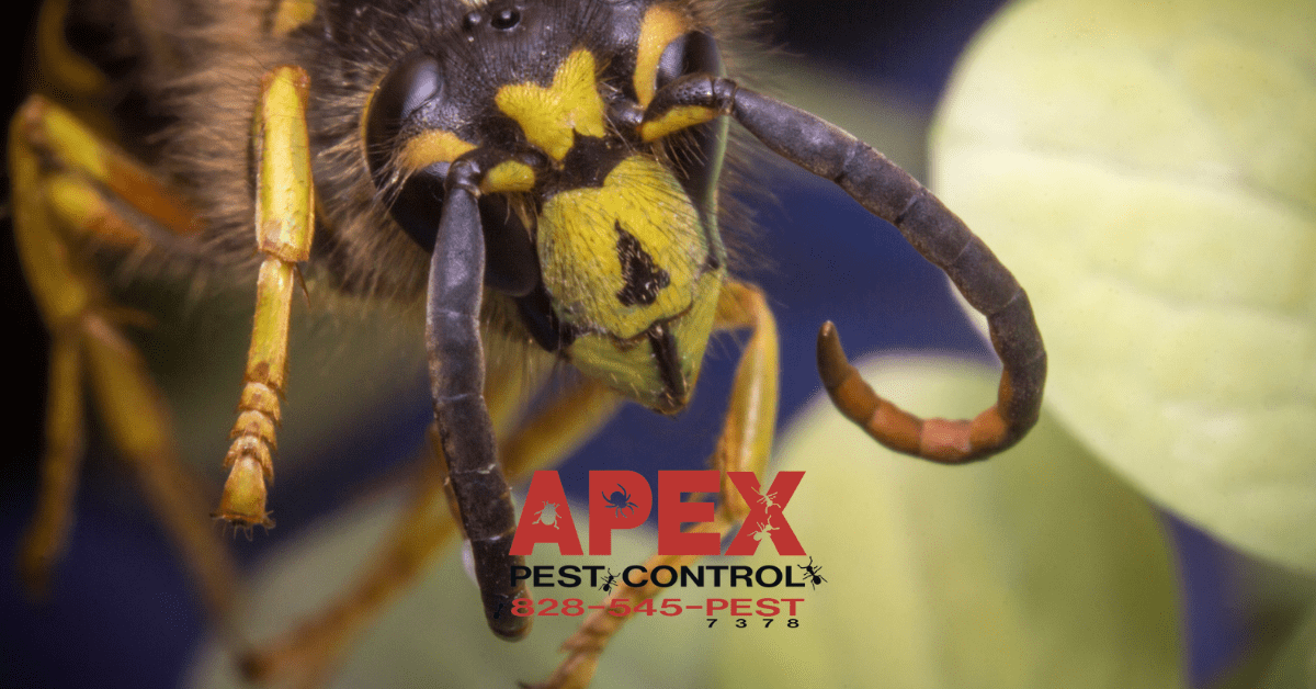 Yellowjackets will sting multiple times and are dangerous