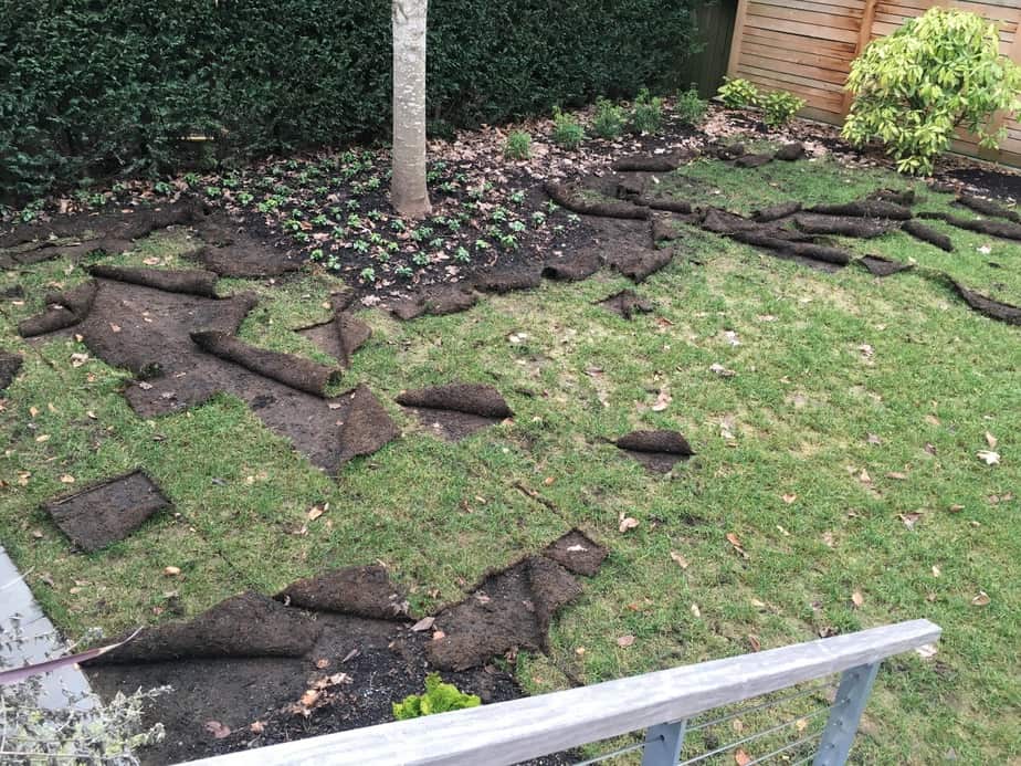 Are Raccoons Digging Up Your Yard In Cordova TN?