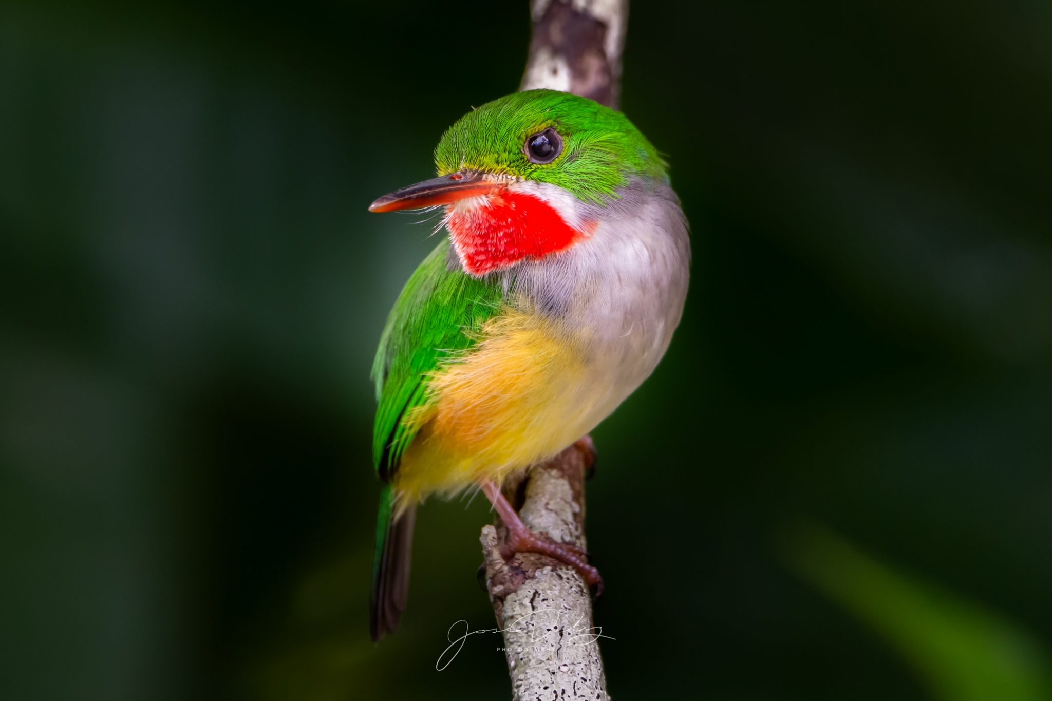 Avifauna de Puerto Rico APFONA