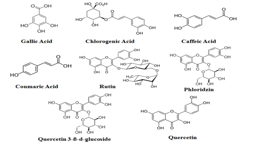 Delivering Antioxidant Effects The Right Way Asia Pacific Food Industry