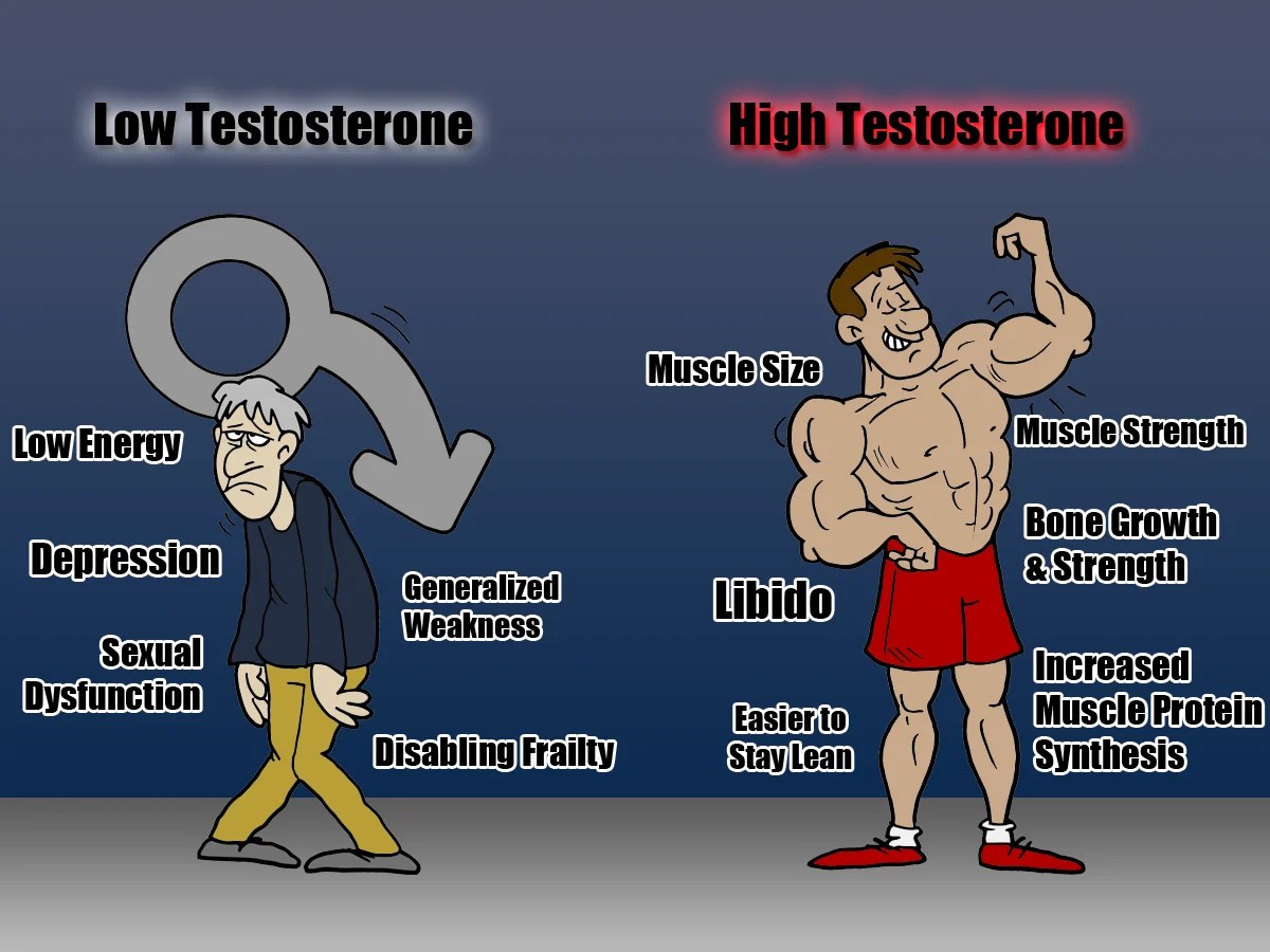 How does Testosterone help build muscle? AphroD