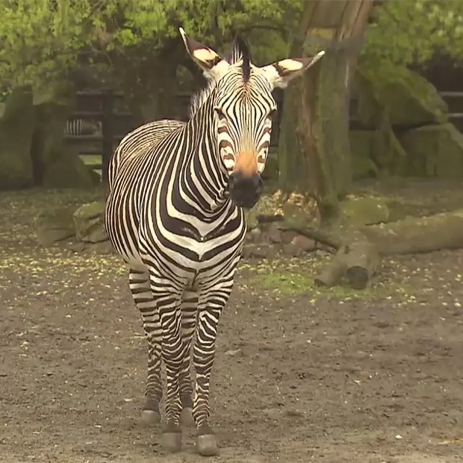 Holocaust Im Zoo Versteckt Arte