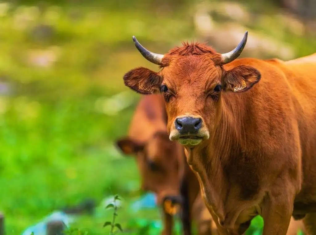 World Cattle prices high, undercut by costs and inflation