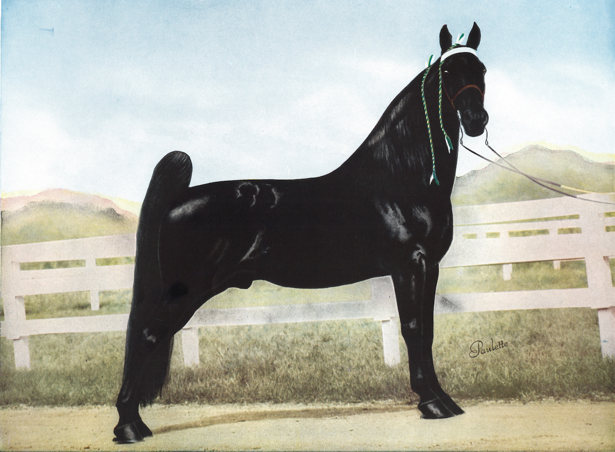 The Story of Midnight Sun, Franklin's Tennessee Walking Horse Grand