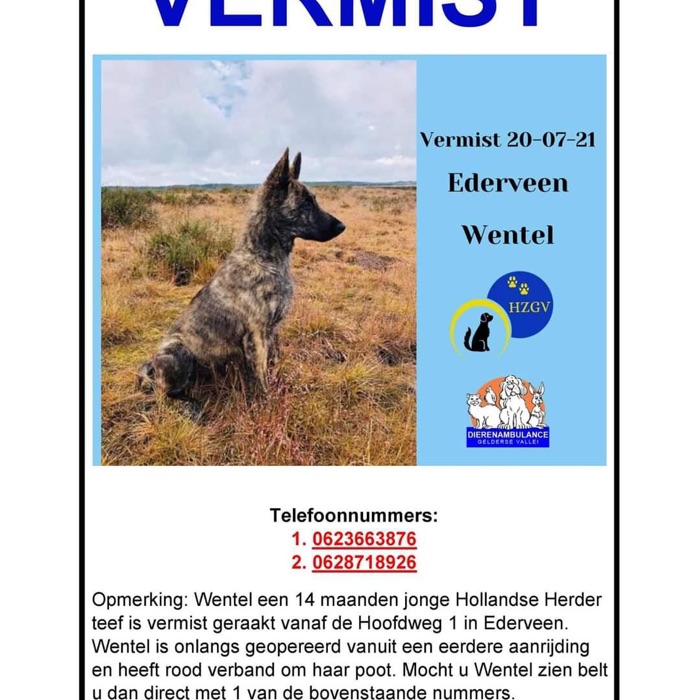 Hund vermisst