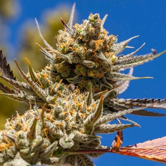 Lemon Berry Candy OG R2 — E T H O S