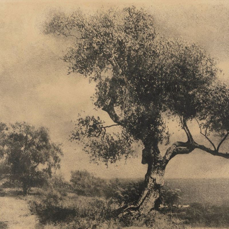 Domenico Riccardo Peretti Griva L'ulivo 1930s Photographs Under 1K