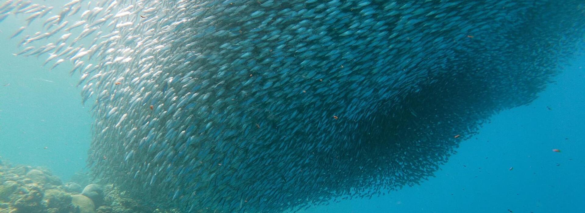 220 photos of Sardines Fish Clouds FlippedNormals