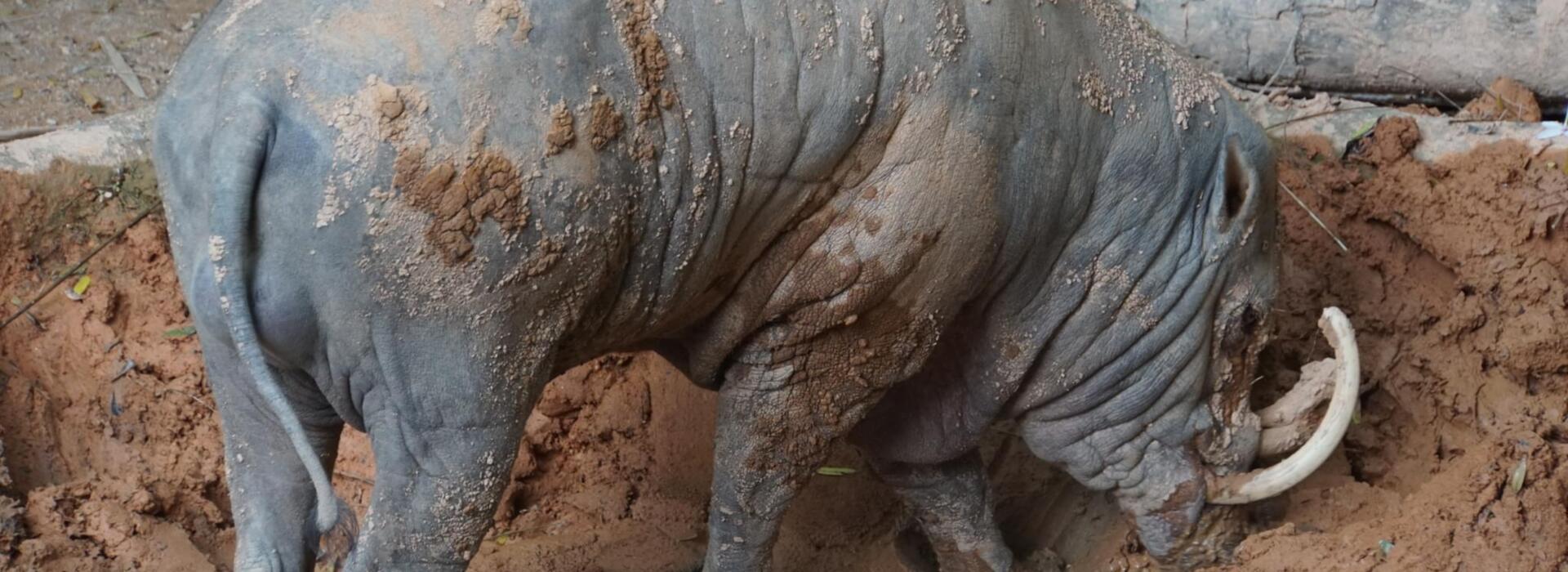 147 photos of Babirusa - FlippedNormals