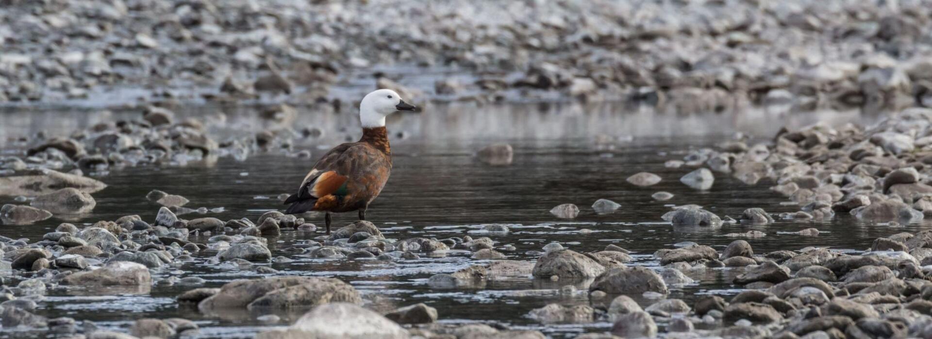 367 photos of Dry River Bed - FlippedNormals