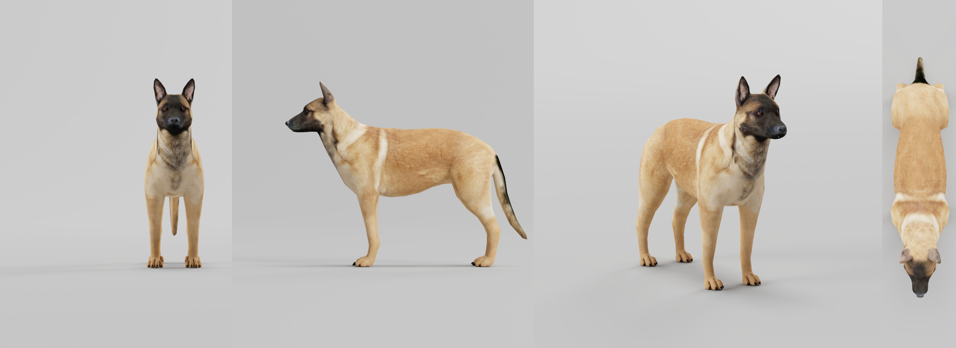 Belgian Malinois FlippedNormals